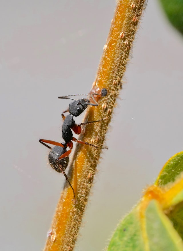 black ant on plant