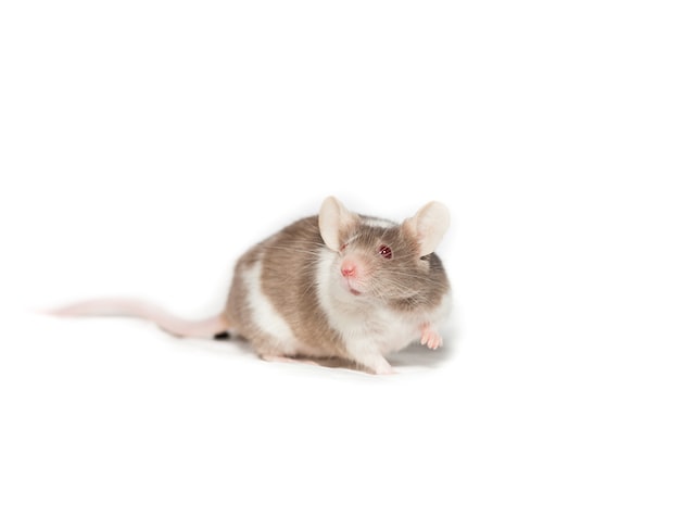 white and brown rat on white background